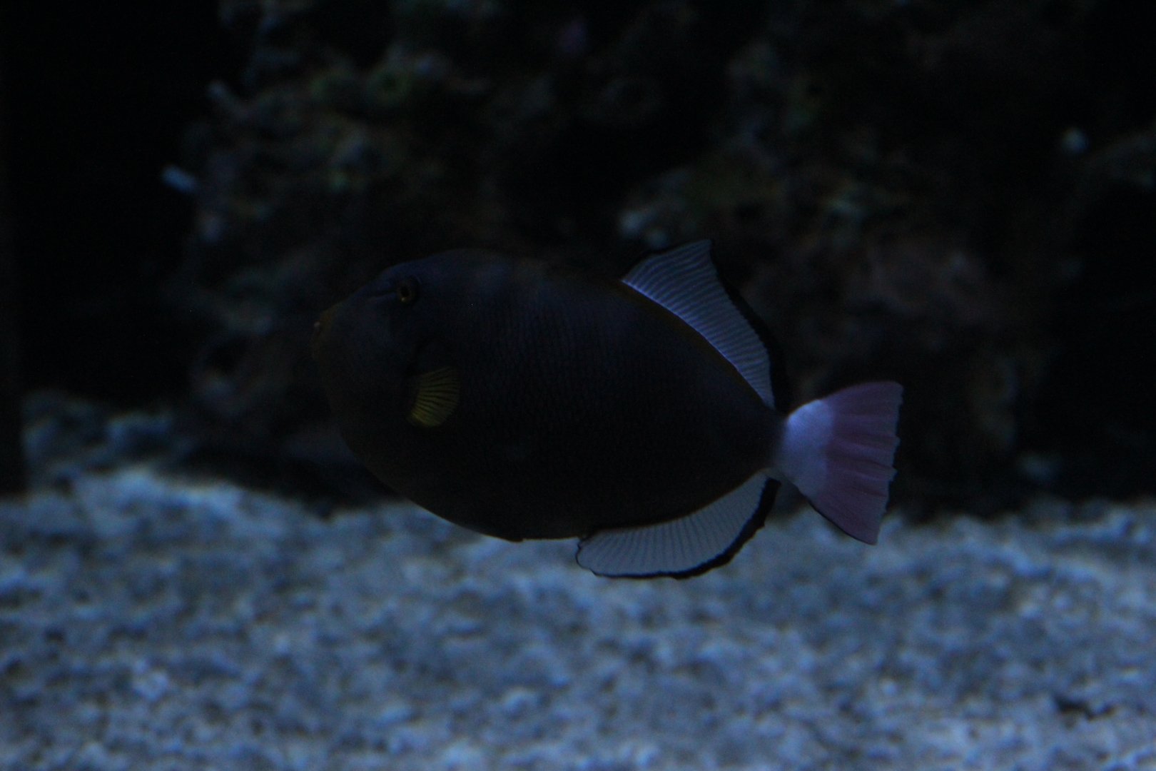 Pinktail Triggerfish