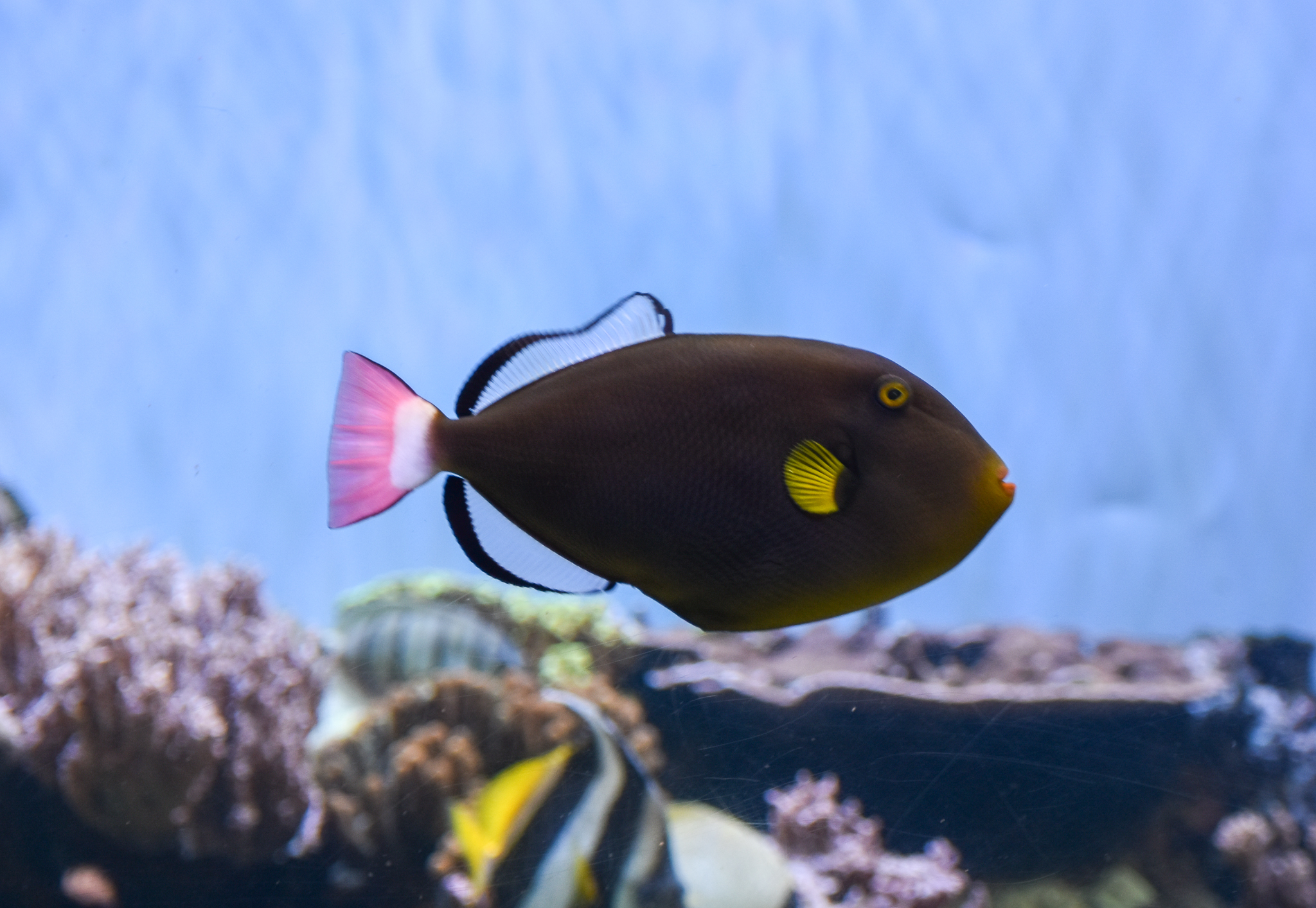 Pinktail Triggerfish