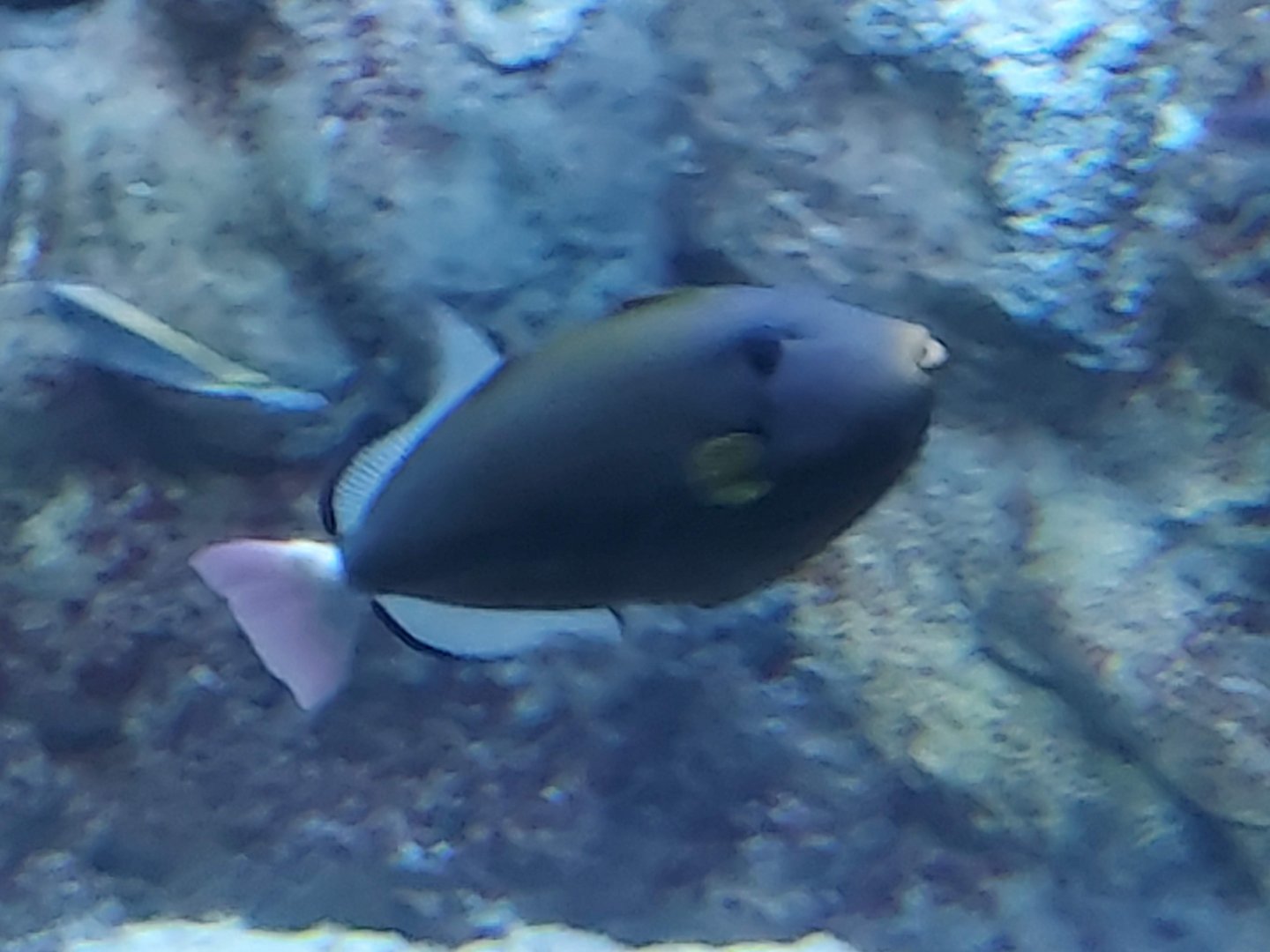 Pinktail Triggerfish