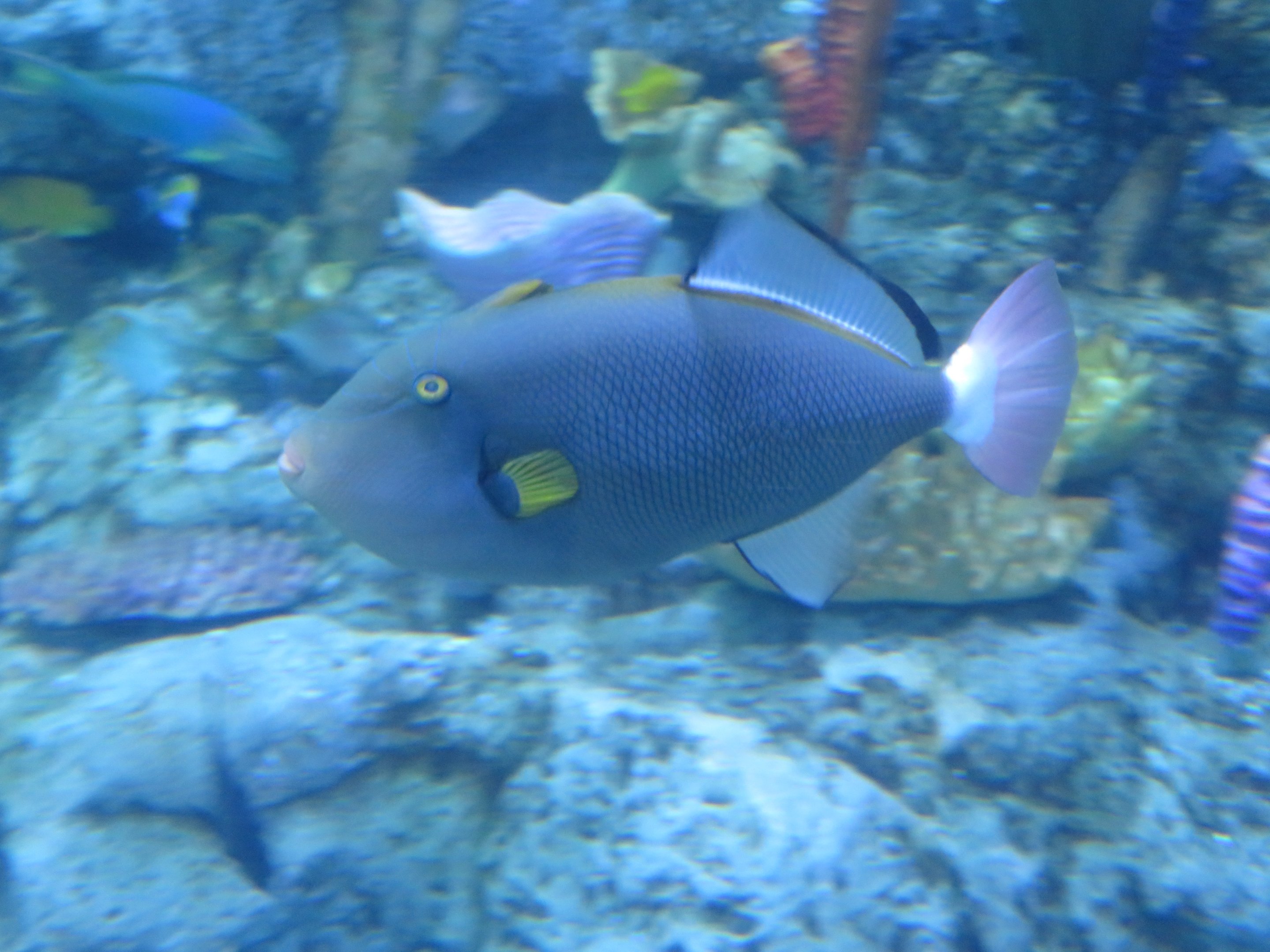 Pinktail Triggerfish