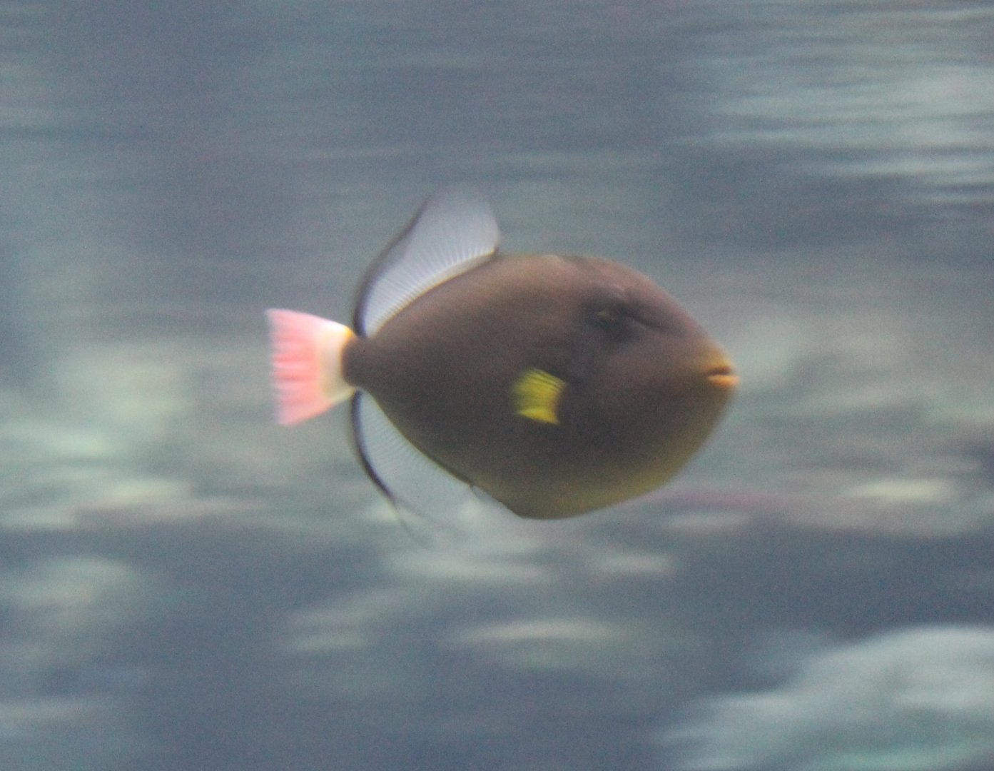 Pinktailed Trigger - Melichthys vidua