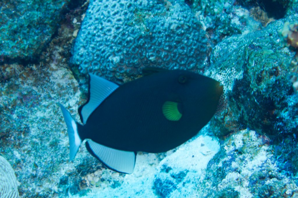 Pinktailed Triggerfish (Melichthys vidua)