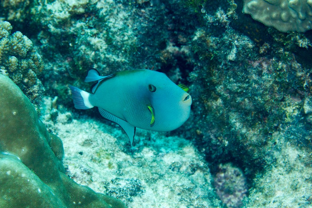 Pinktailed Triggerfish