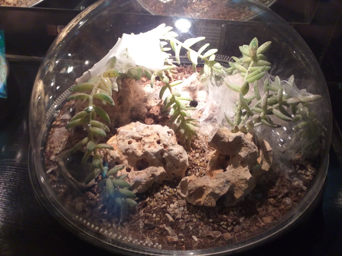 Pinktoe tarantula exhibit -TerraNatura Benidorm (2021)