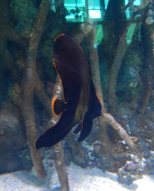 Pinnate Batfish Juvenile