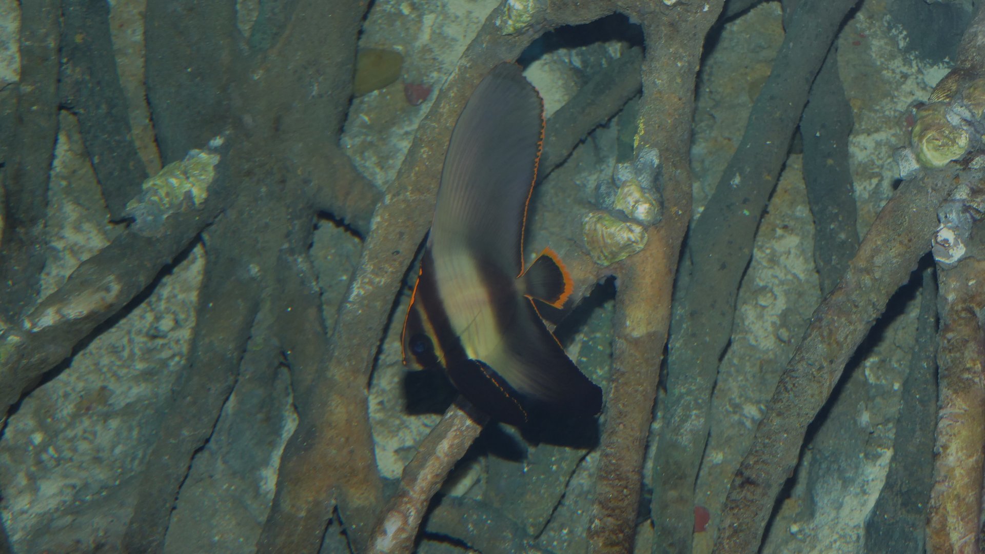 Pinnate Batfish (Platax pinnatus) - juvenile