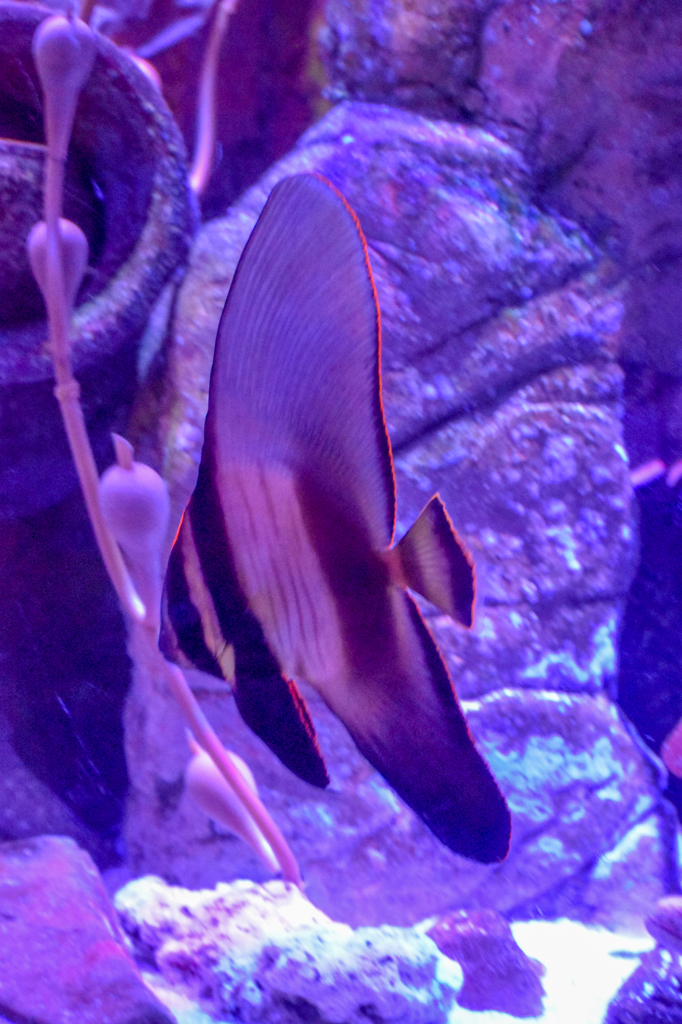 Pinnate Batfish (Platax pinnatus)