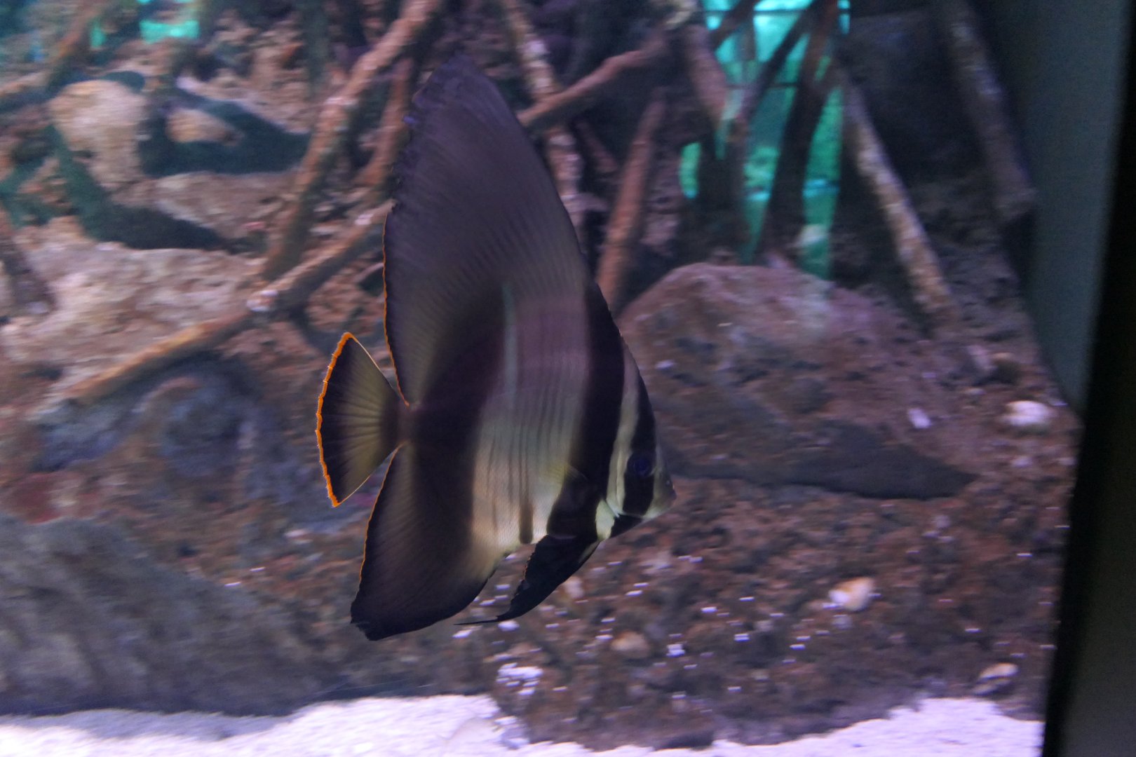 Pinnate Batfish (Platax pinnatus)