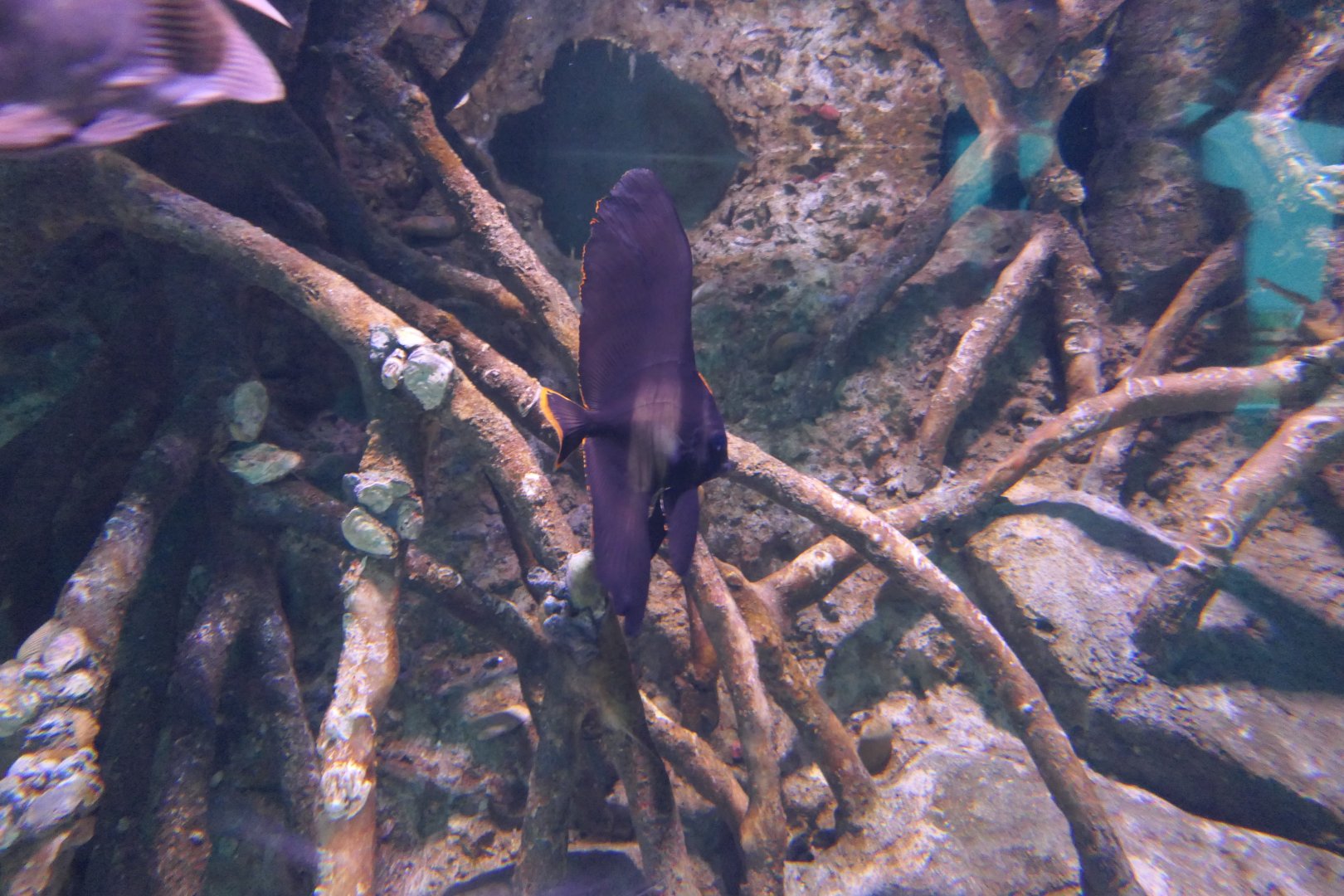 Pinnate Batfish (Platax pinnatus)