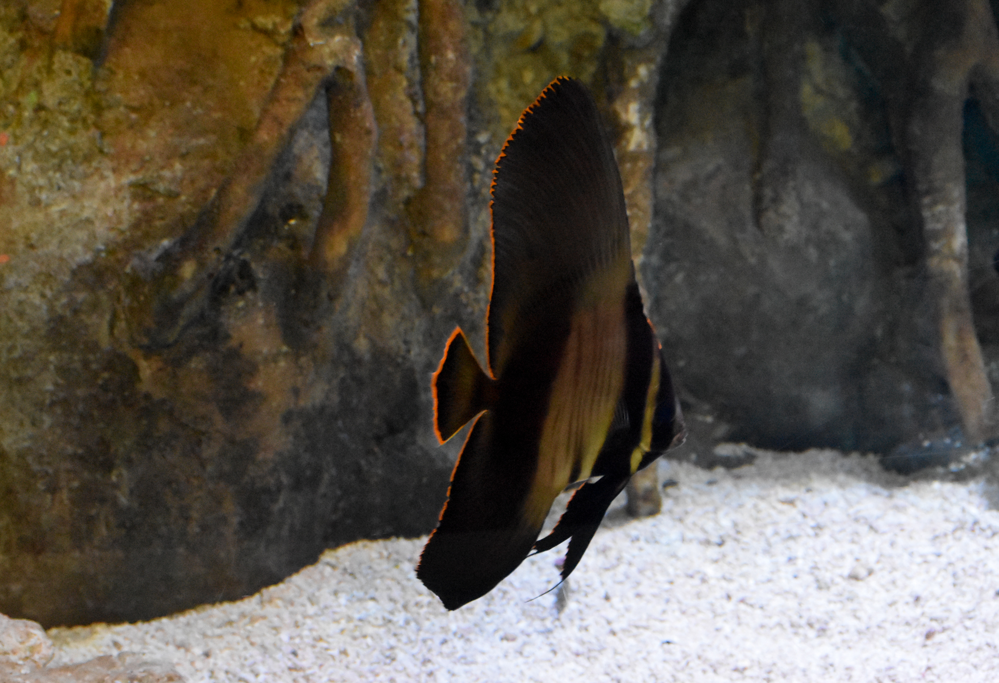 Pinnate Batfish