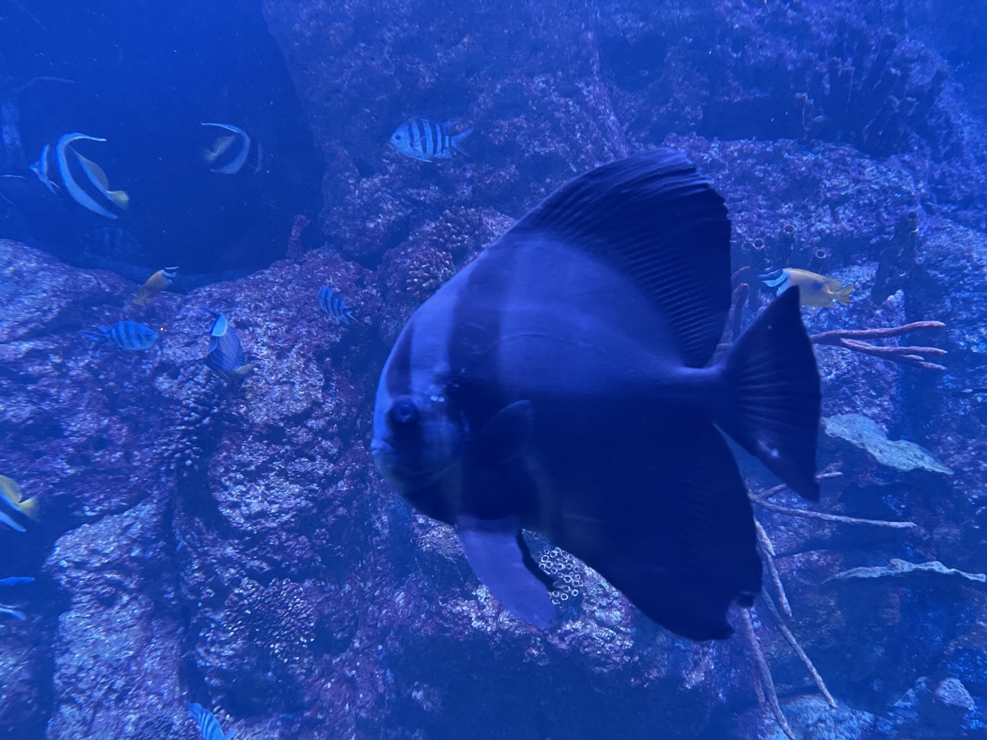 pinnate spadefish (platax pinnatus)