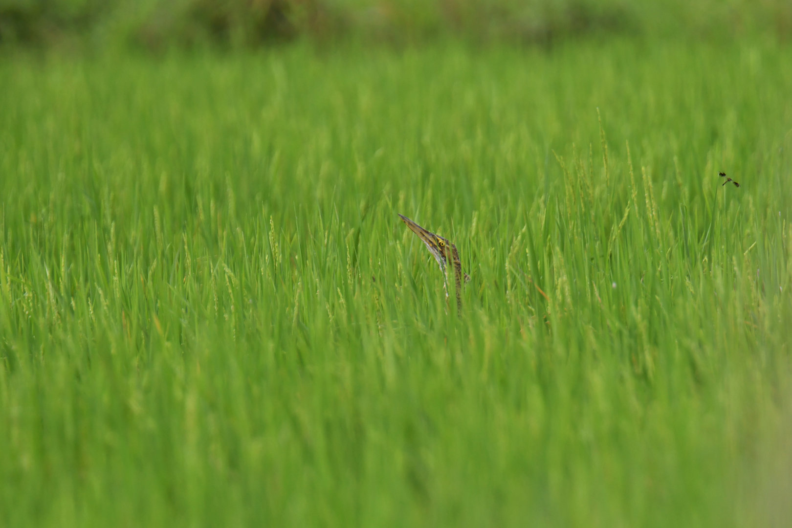 Pinnated Bittern Botaurus pinnatus