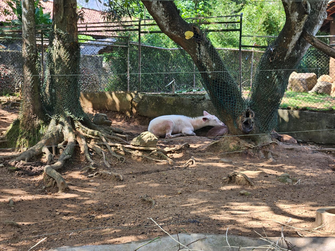 Pinnawala Zoo - Albino Sri Lankan Sambar Deer