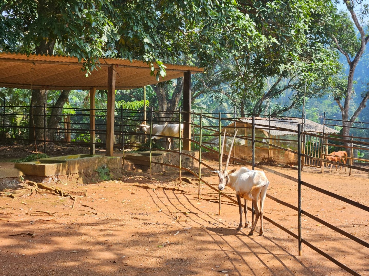 Pinnawala Zoo - Arabian Oryx