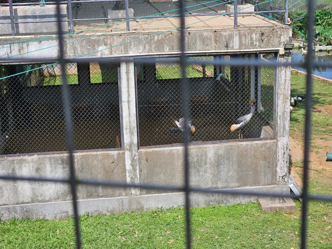 Pinnawala Zoo - Eastern grey crowned cranes below the boardwalk