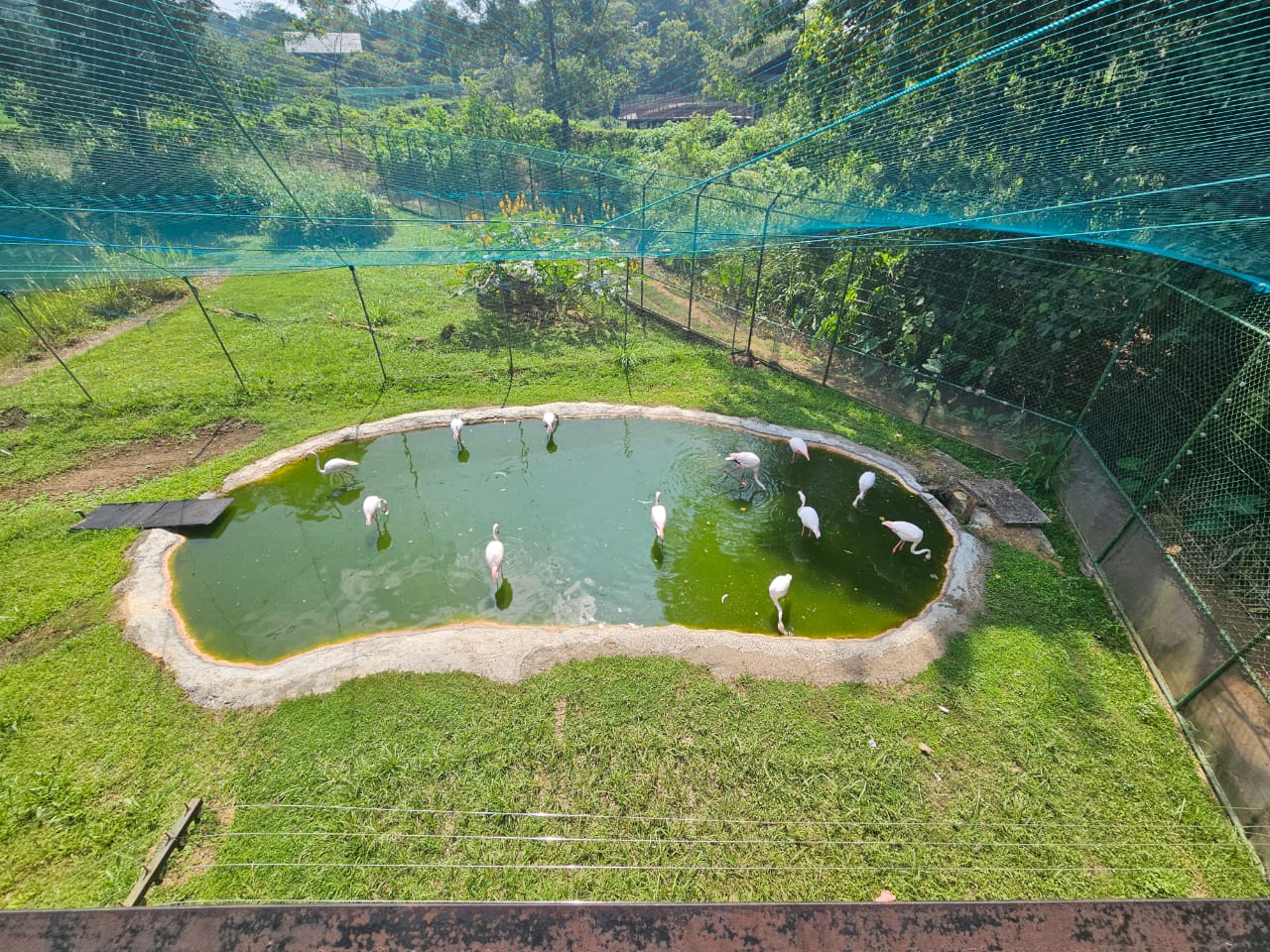 Pinnawala Zoo - Greater Flamingo Aviary