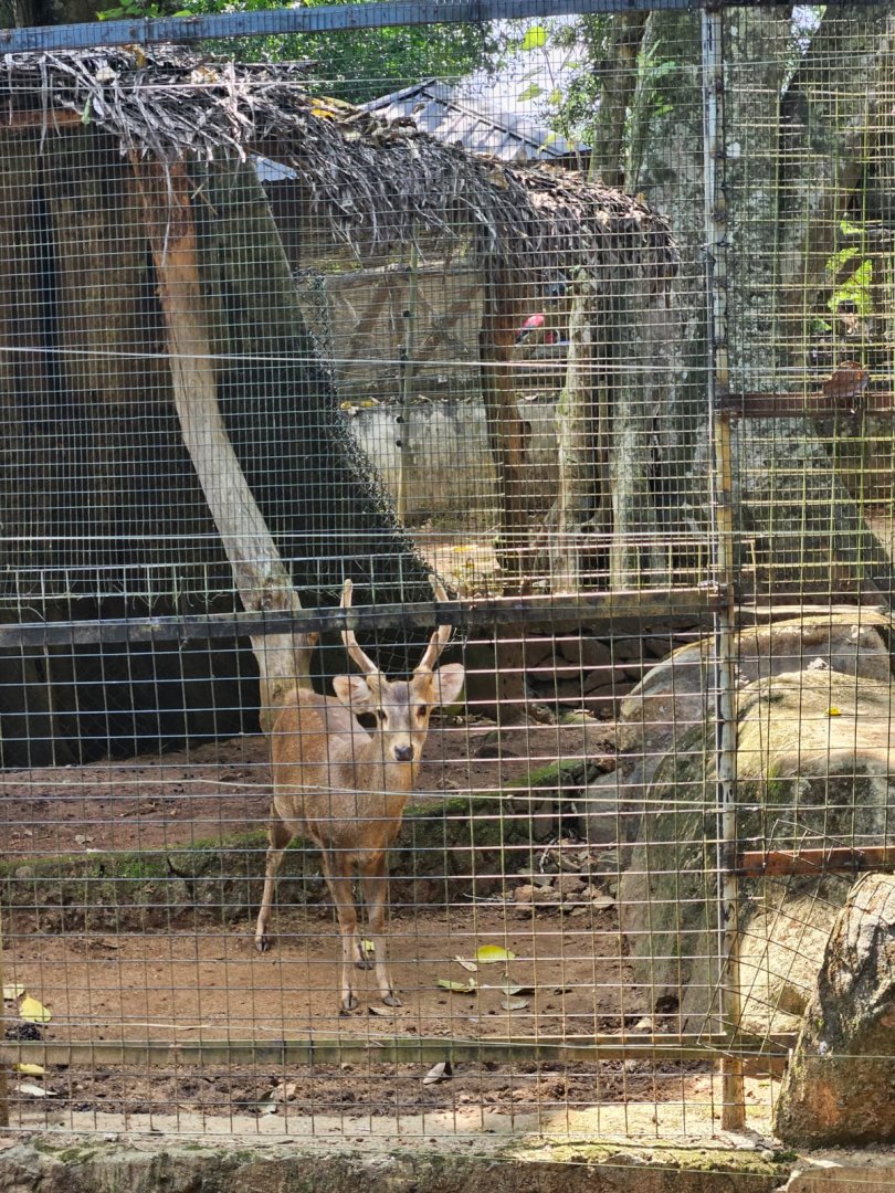 Pinnawala Zoo - Hog Deer