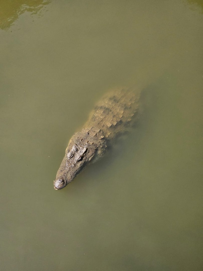 Pinnawala Zoo - Mugger Crocodile