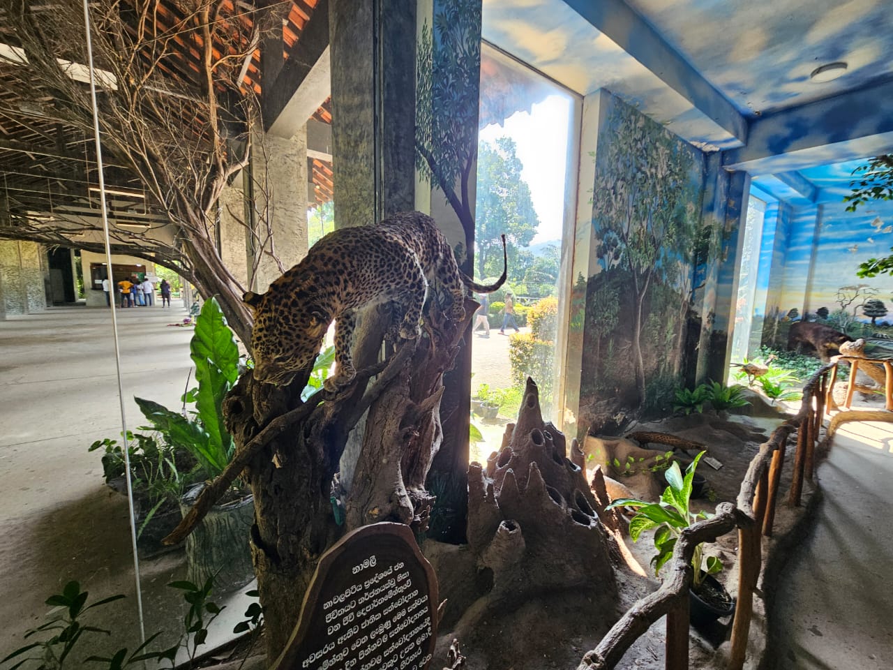 Pinnawala Zoo - Museum