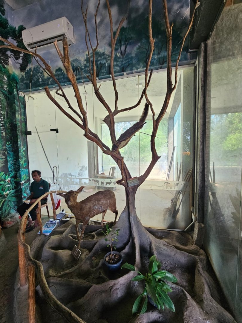 Pinnawala Zoo - Museum