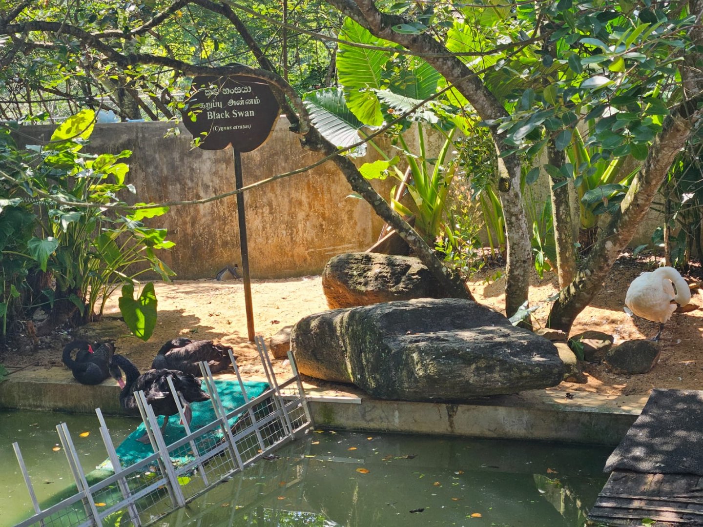 Pinnawala Zoo - Mute Swans & Black Swans