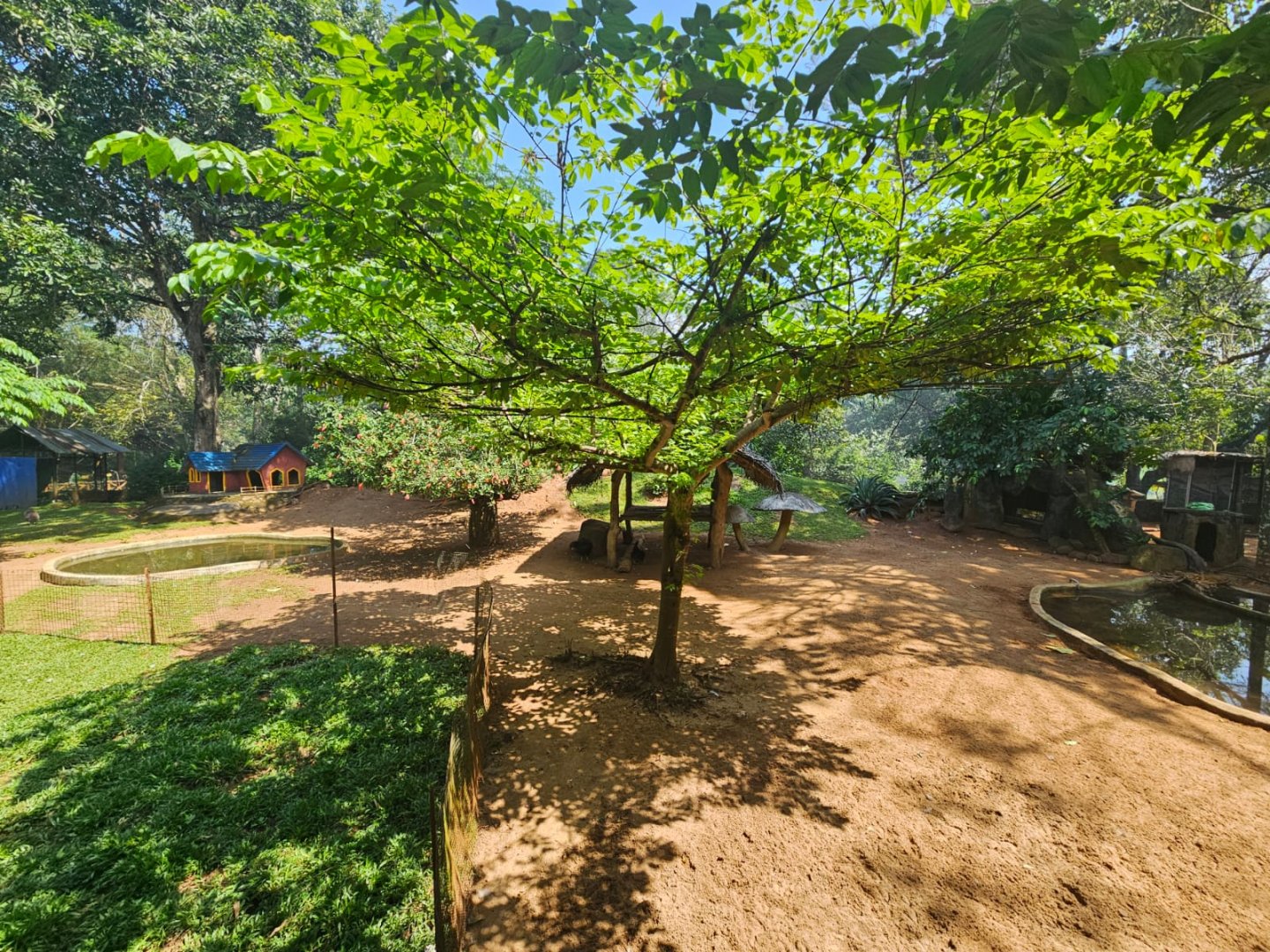 Pinnawala Zoo - Pet Area