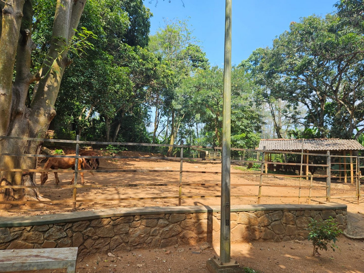 Pinnawala Zoo - Ponies