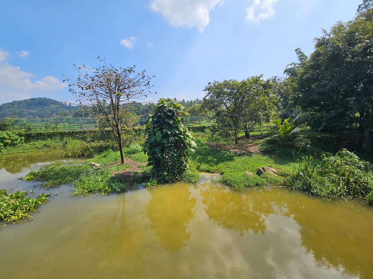 Pinnawala Zoo - Saltwater Crocodile enclosure