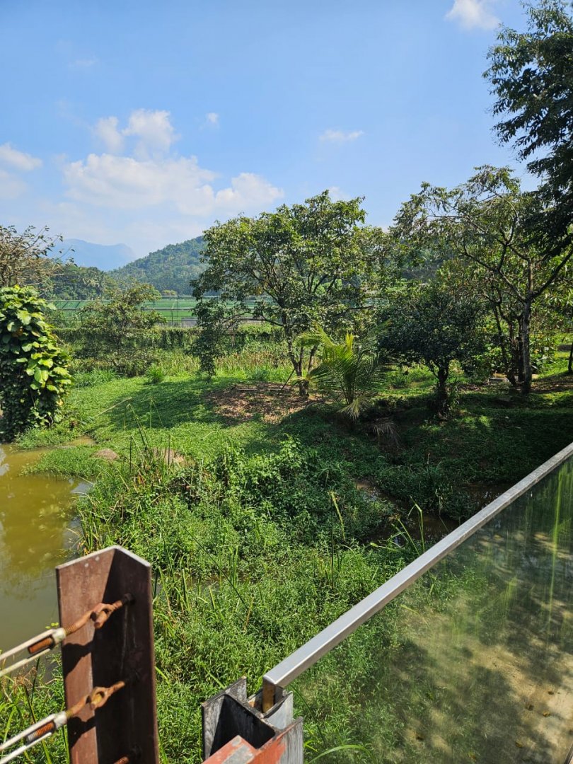 Pinnawala Zoo - Saltwater Crocodile enclosure
