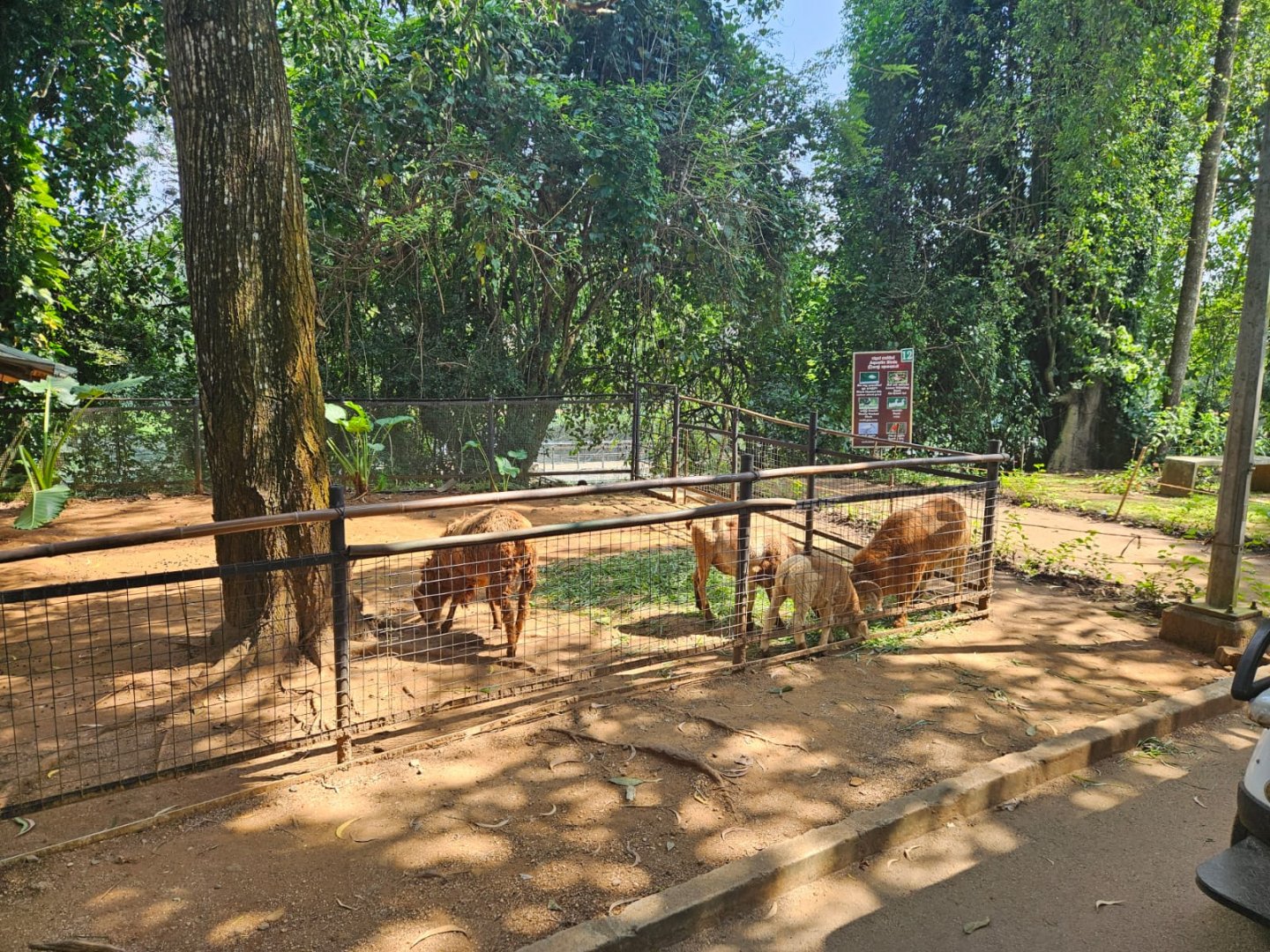 Pinnawala Zoo - Sheep