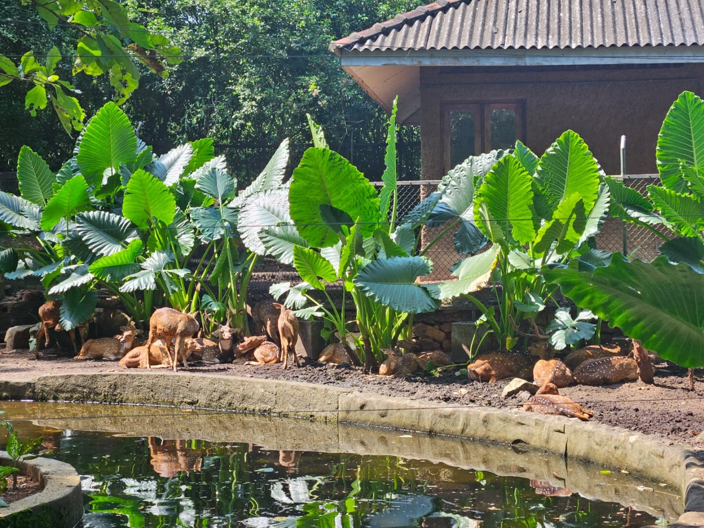 Pinnawala Zoo - Sri Lankan Axis Deer herd