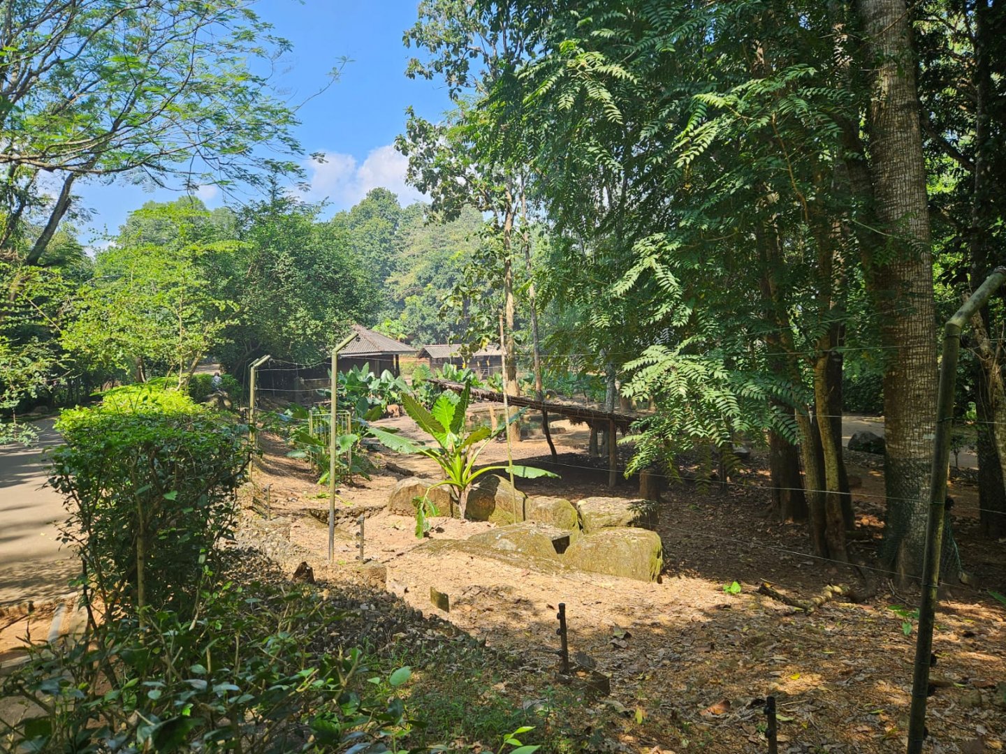 Pinnawala Zoo - Sri Lankan Axis Deer paddock