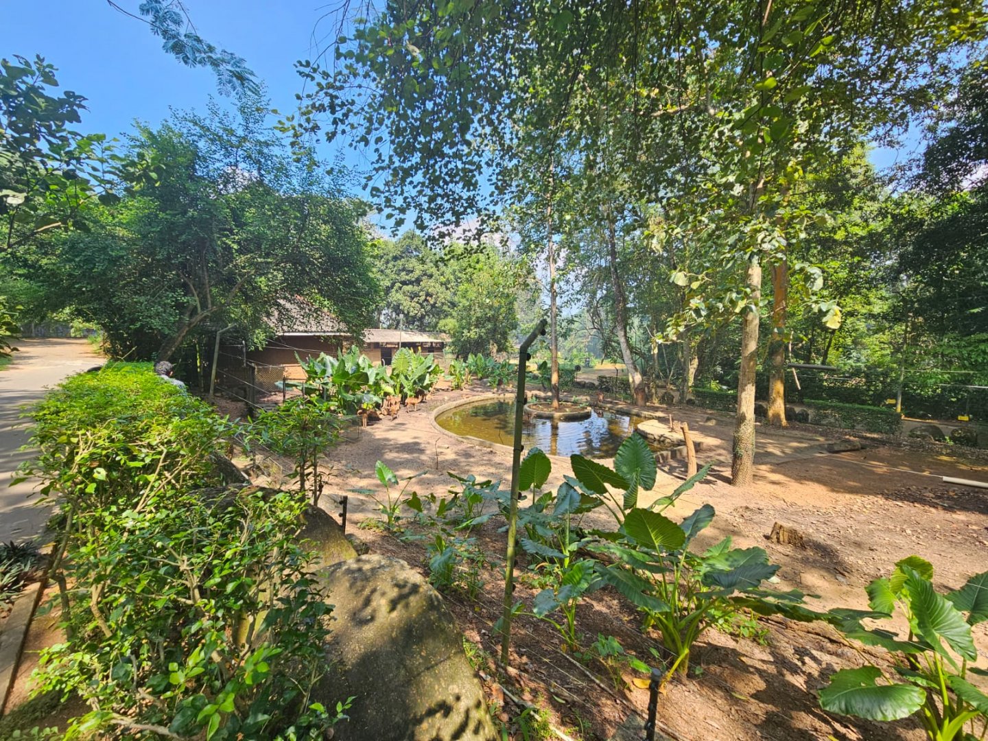 Pinnawala Zoo - Sri Lankan Axis Deer paddock