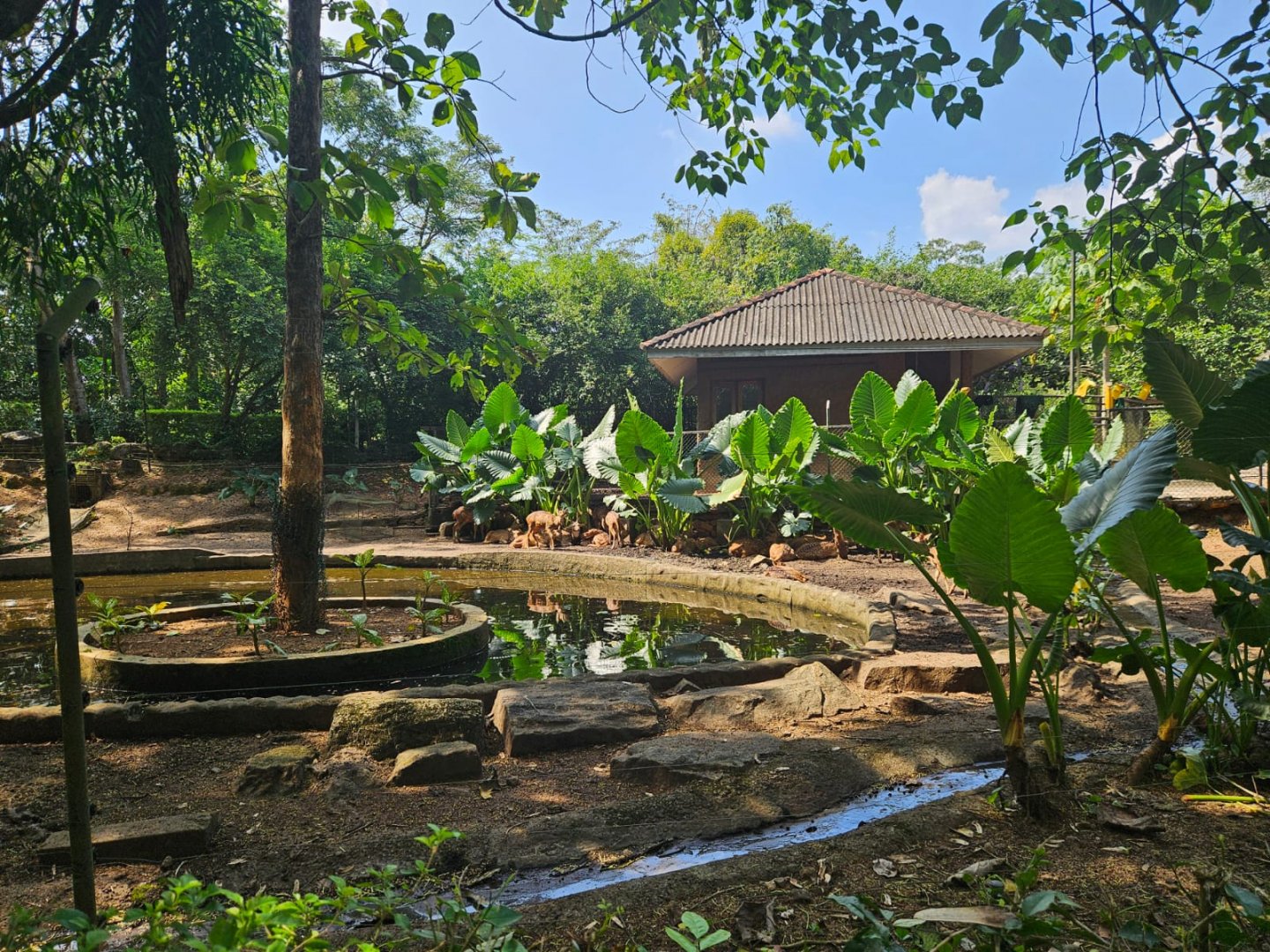 Pinnawala Zoo - Sri Lankan Axis Deer paddock