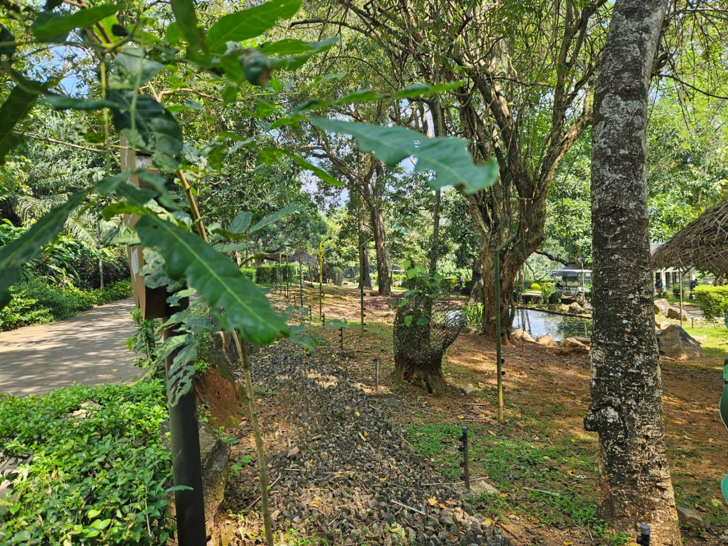 Pinnawala Zoo - Sri Lankan Sambar Deer Enclosure