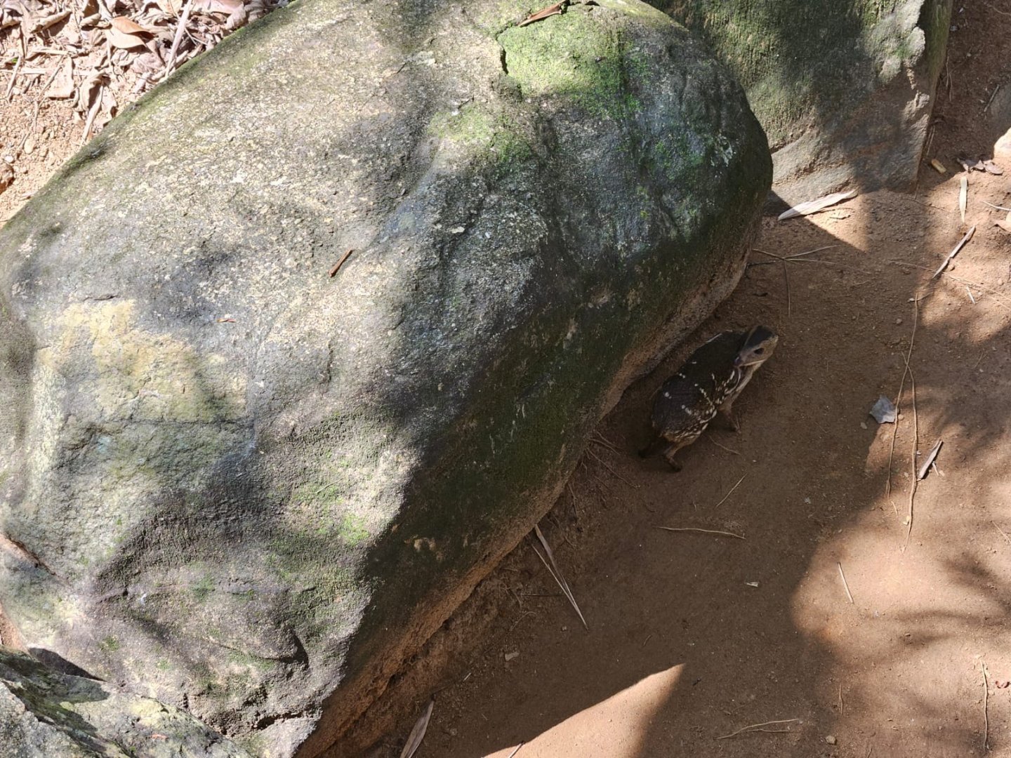 Pinnawala Zoo - Sri Lankan spotted chevrotain (Moschiola meminna)