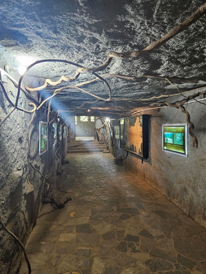 Pinnawala Zoo - Tunnel to viewing area inside main leopard enclosure