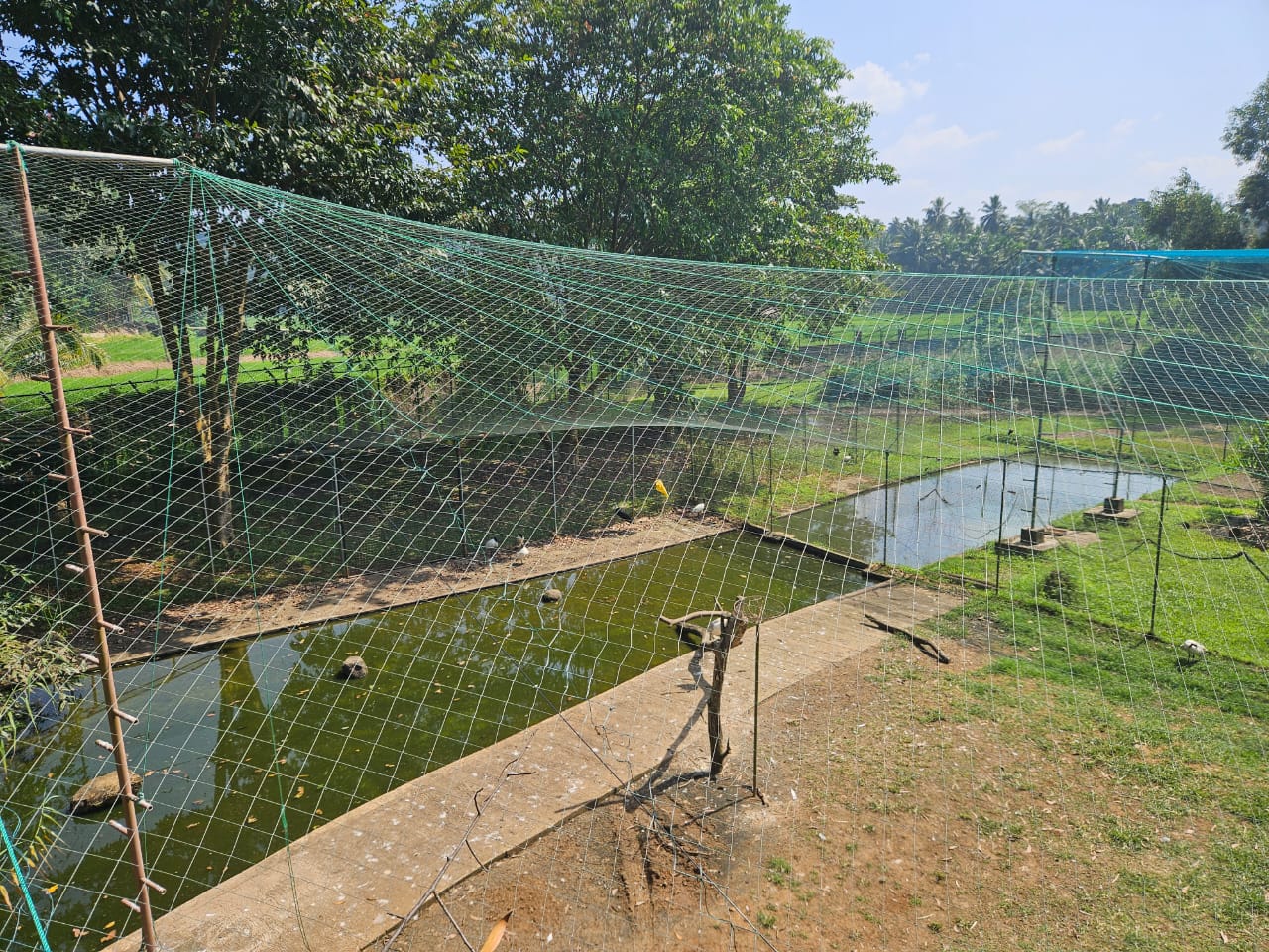 Pinnawala Zoo - Wetland Aviary 1