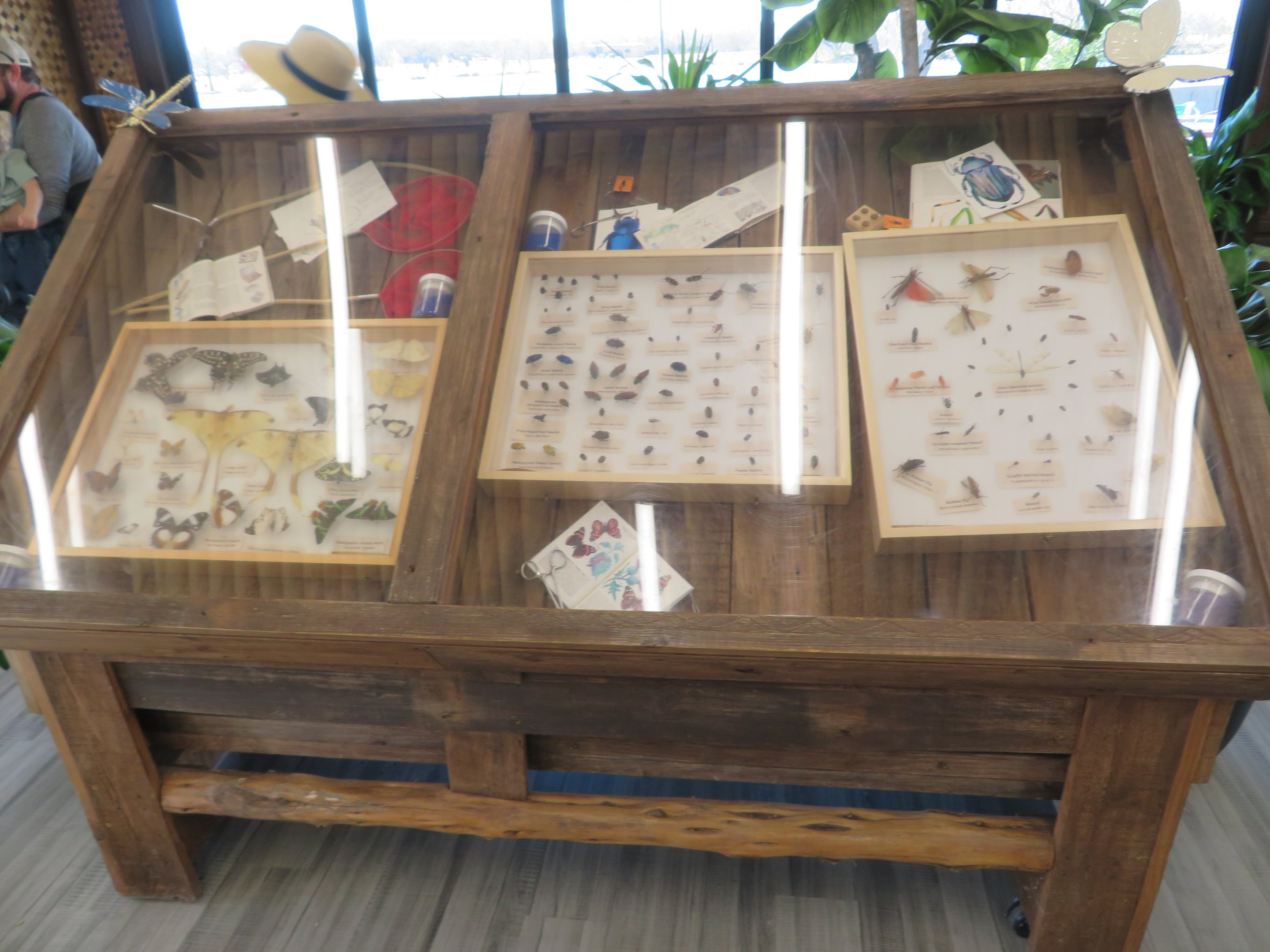 Pinned Insect Display