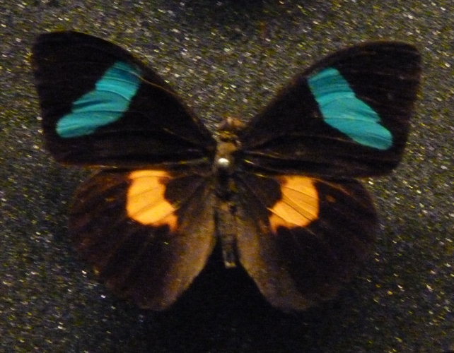 Pinned specimen of Bates olivewing (Nessaea batesii)