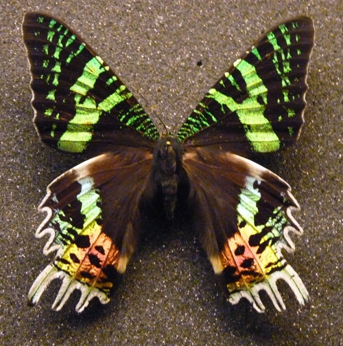 Pinned specimen of Madagascar sunset moth (Chrysiridia rhipheus)