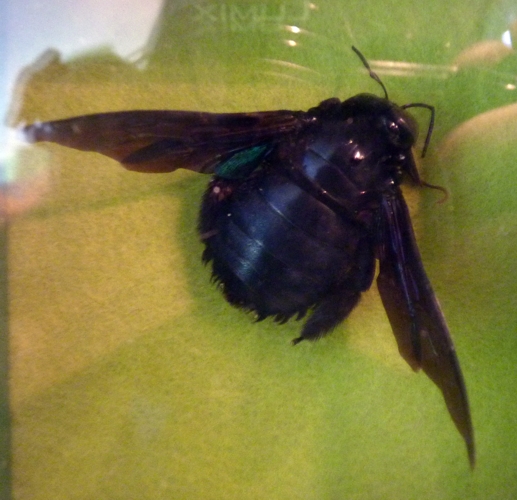 Pinned specimen of Tropical carpenter bee (Xylocopa latipes)