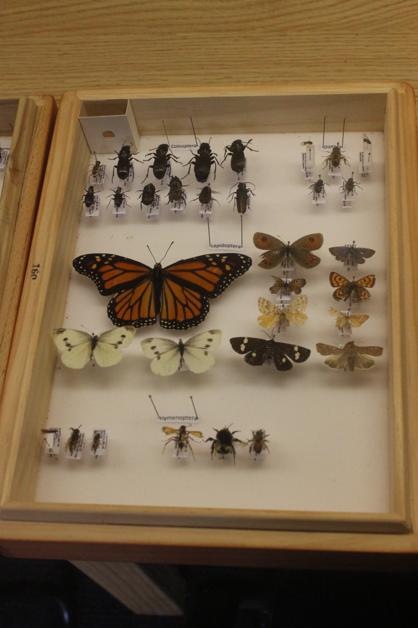 Pinned specimens of local insects, Koru Native Wildlife Centre