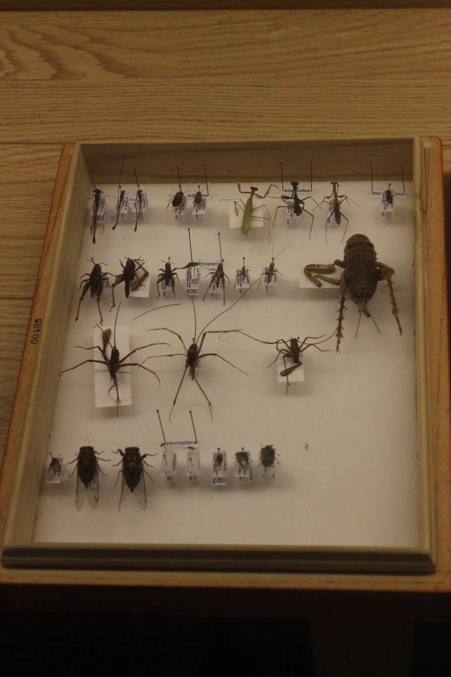 Pinned specimens of local insects, Koru Native Wildlife Centre