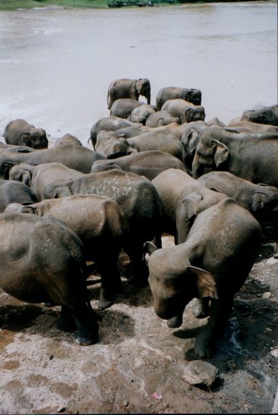 Pinnewalla Ele Orphanage - Sri Lanka