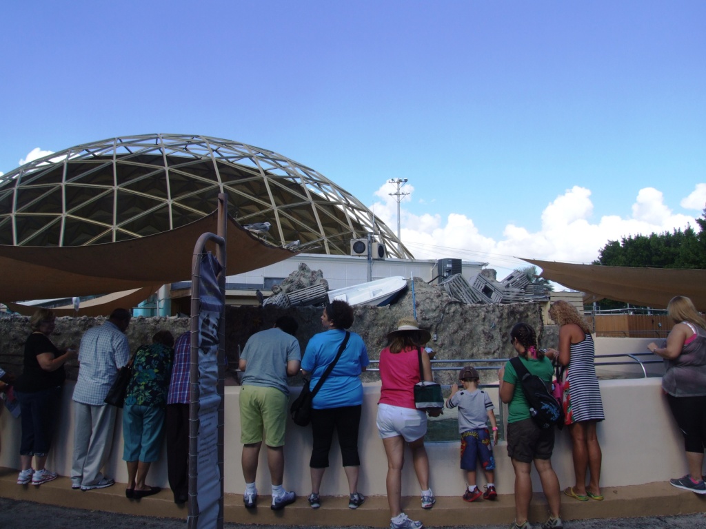 Pinniped Complex at Miami Seaquarium, 16/10/13