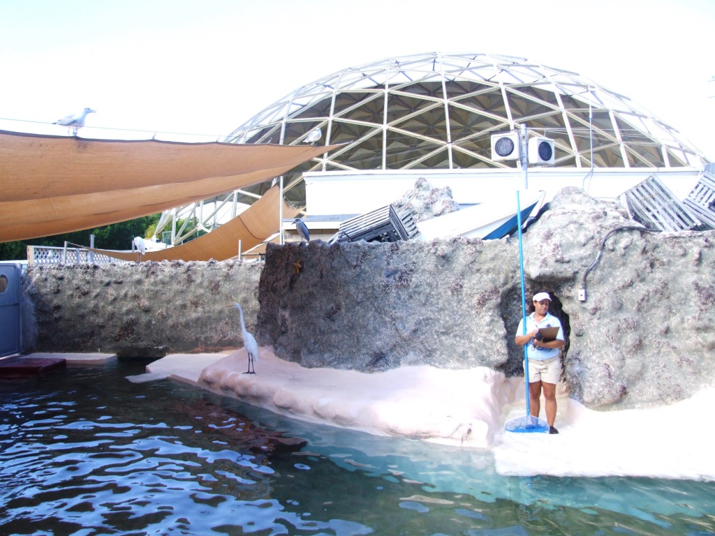 Pinniped Complex at Miami Seaquarium, 16/10/13