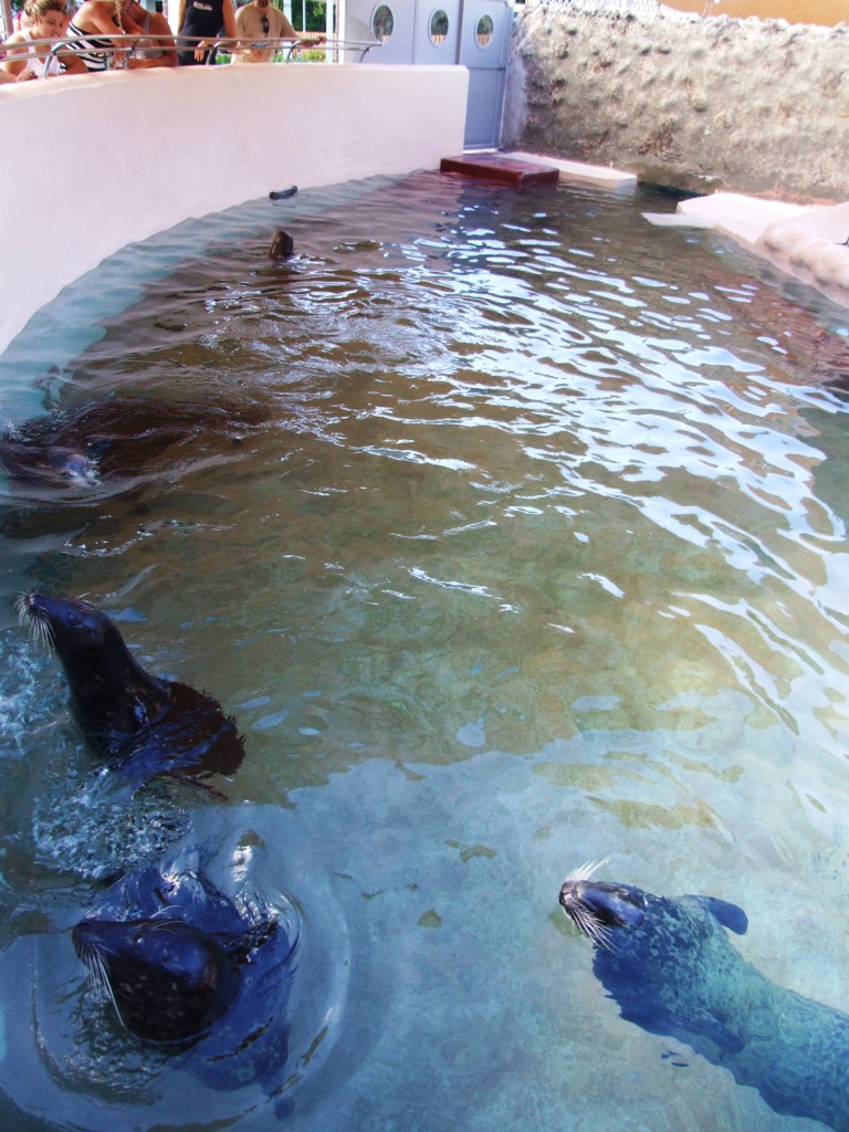 Pinniped Enclosure at Miami Seaquarium, 16/10/13