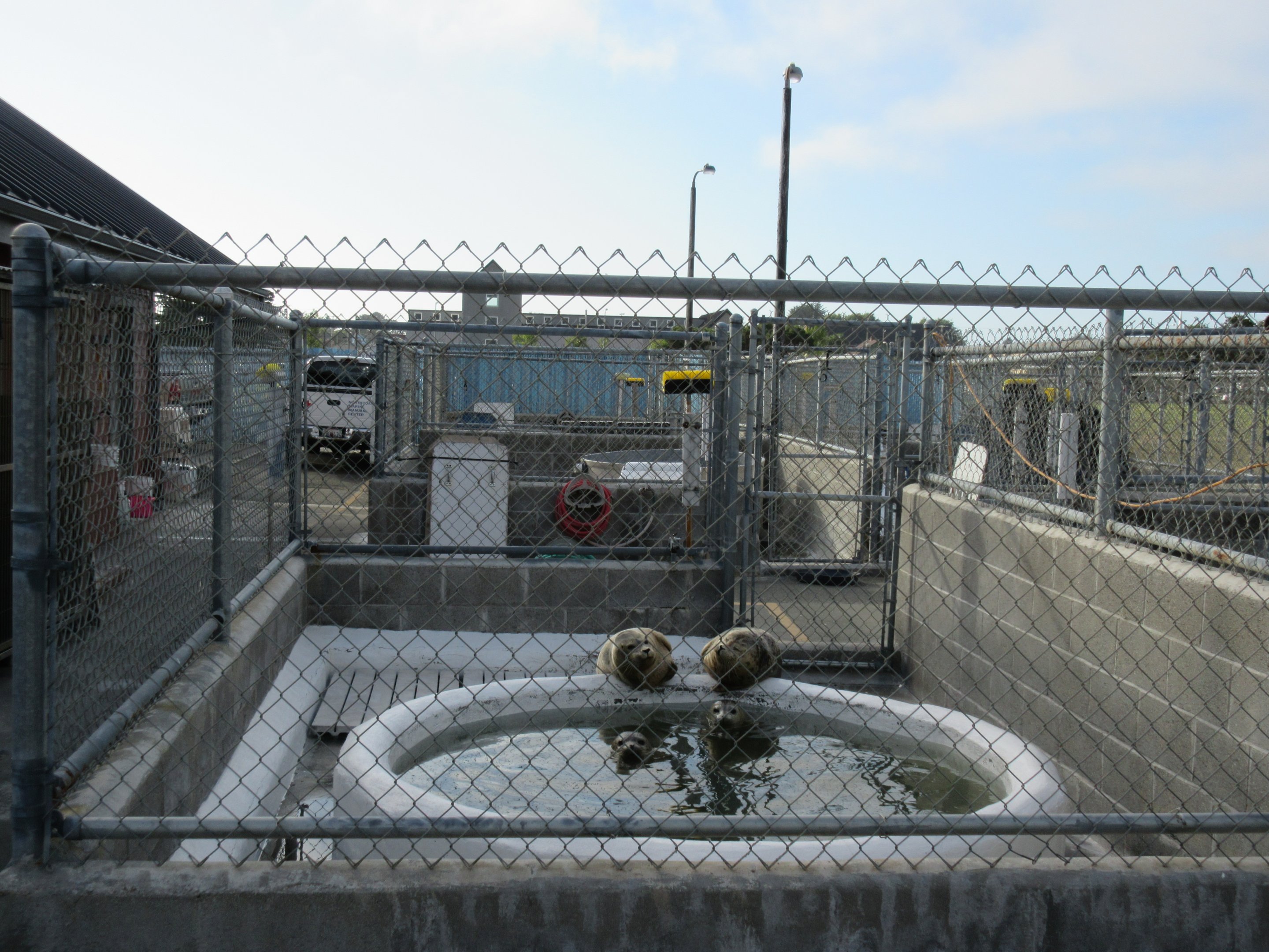 Pinniped Enclosure
