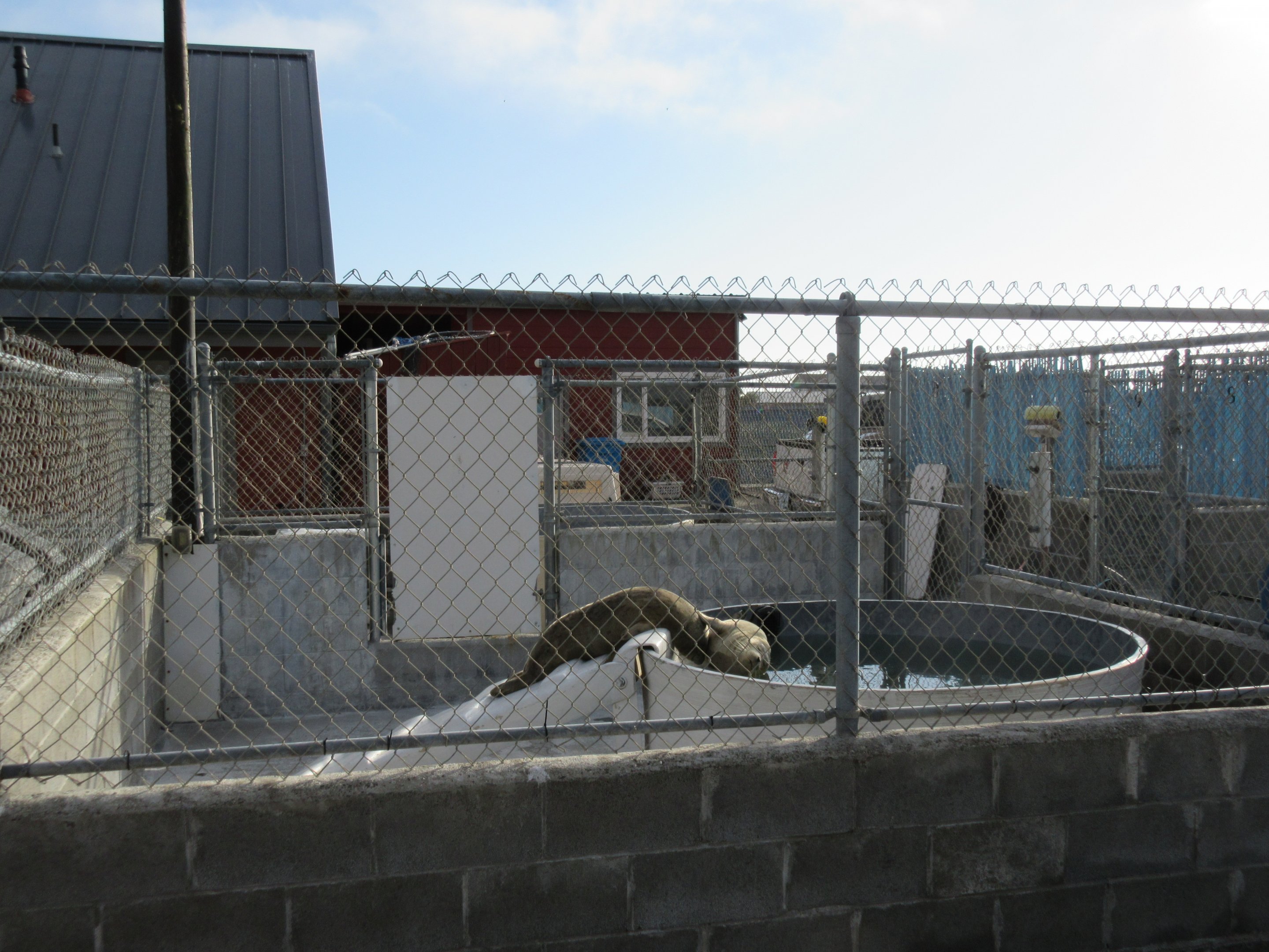 Pinniped Enclosure